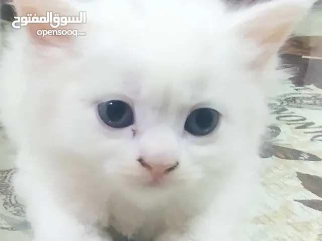 قطه شيرازي هيمالايا للبيع