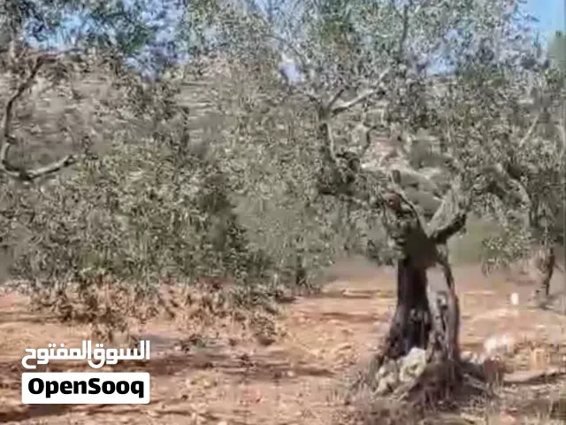 ارض للبيع في منطقه عبود دير ابو مشعل مساحه 15 دونم يوجد بالارض 125 150 شجره زيتون