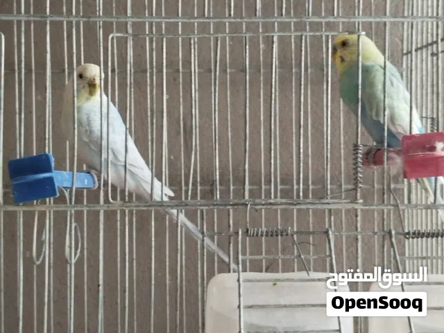 عصافير للبيع