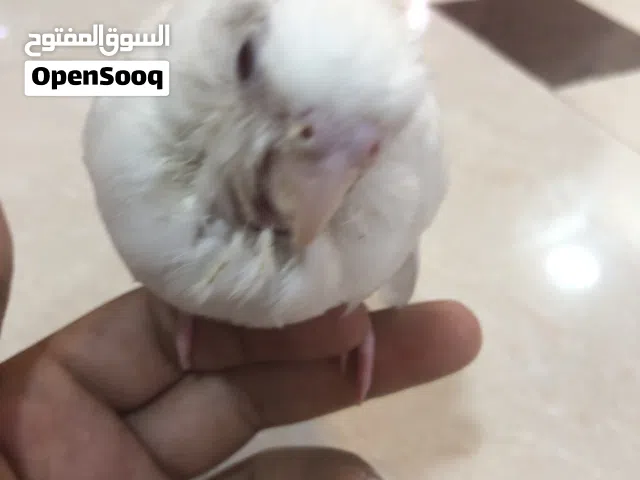 طائر الكوكتيل وايت فيس
