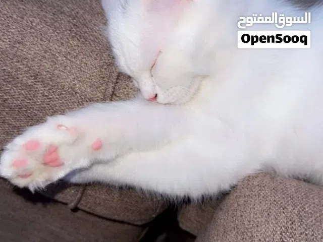 قط شرازي للبيع