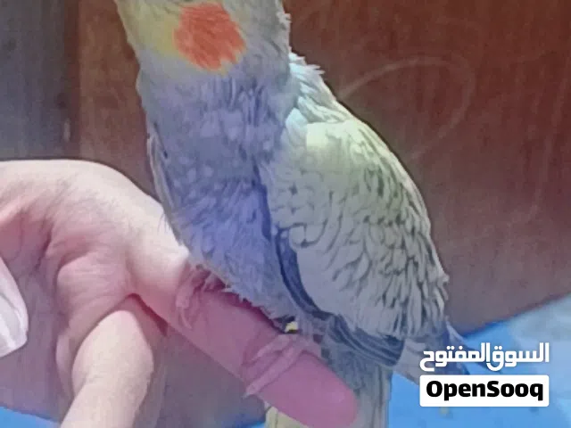 السلام. عليكم. كوكتيل بيرل ذكر عمره 3 اشهر او نص اليف طينه نتاجي مال بيت  او.  بي مجال قليل.