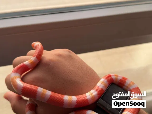 ثعبان ميلك سنيك اليف