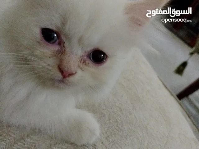 beautiful kitten 2 month old for sale 20bd