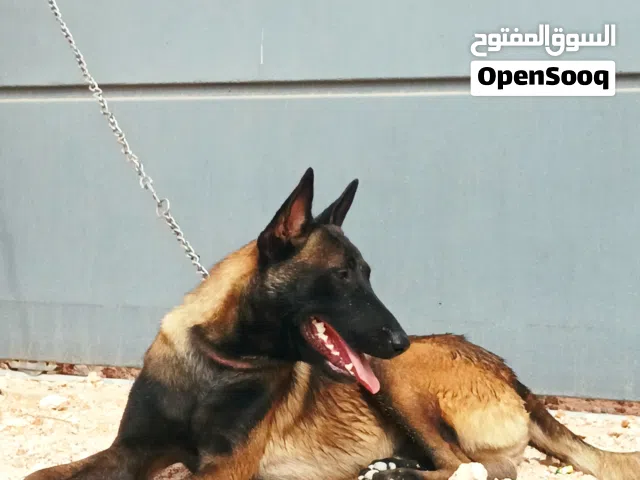 كلب مالينوا