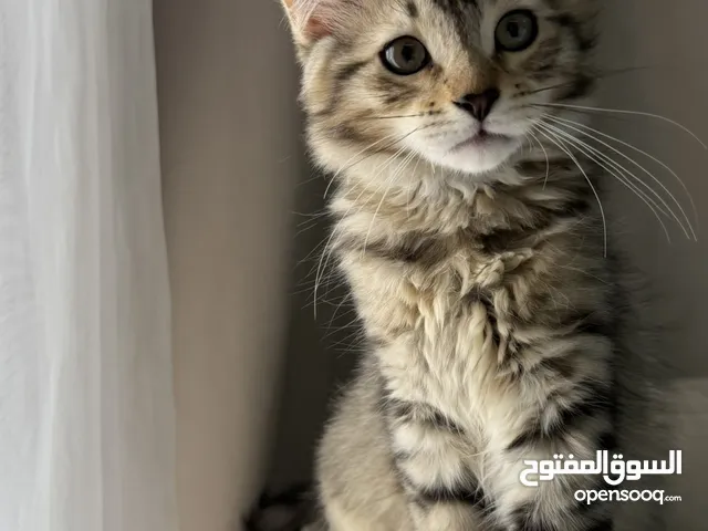 قطط للتبني kittens for adoption