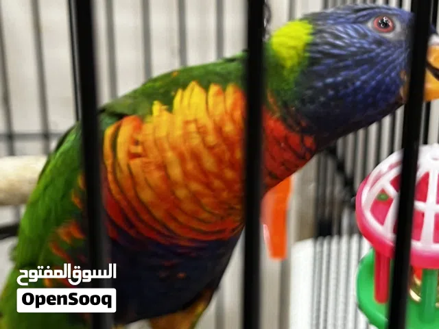 طير لوري نشيط ولعوب