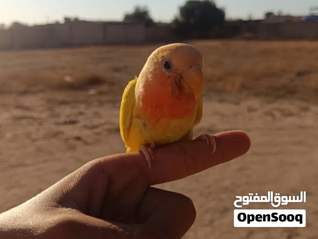 عصفور روز للبيع