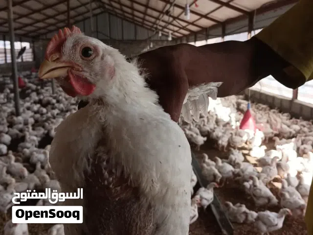 دجاج للبيع عدد 2900