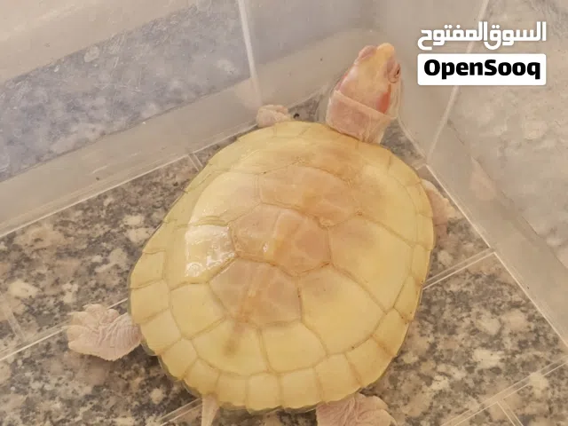 سلحفاة مائية طفرة نادرة البينو