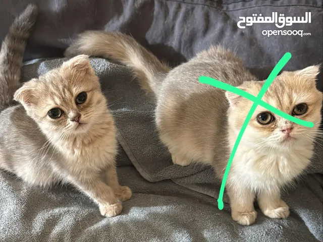 قطط سكوتش فولد بيور