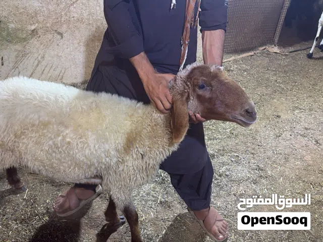 Sheep perfect for qurbani