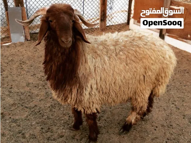 كل عام وانتم بخير بمناسبة حلول عيد الأضحى المبارك  ذبح وسلخ وتقطيع باحترافيه عاليه