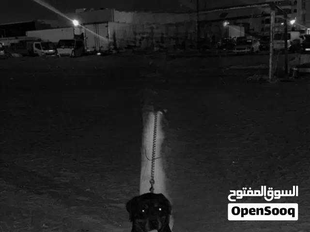 روت وايلر للبيع