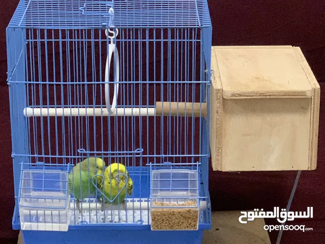 طيور بادجي