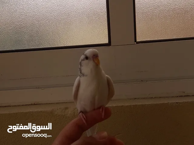 بادجي استرالي