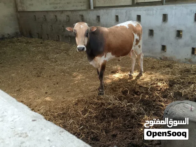 ثيران محلية للبيع