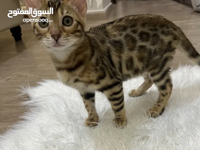 قطط بنغال