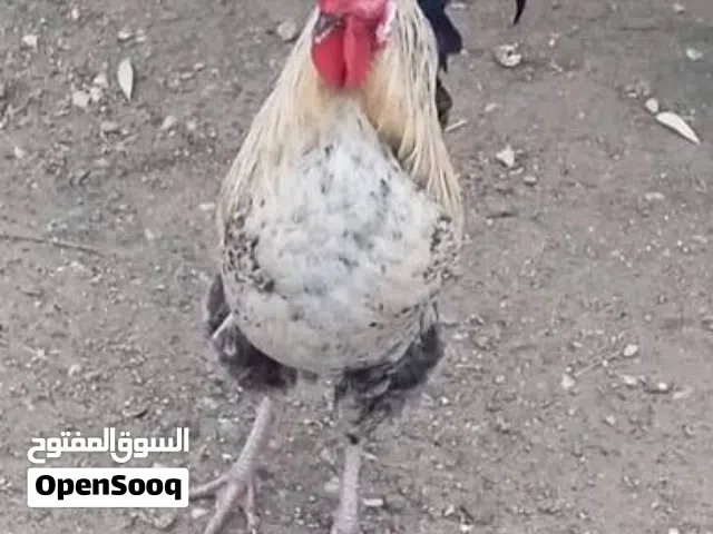 متوفر 40ديك   للبيع او للبدل  بدجاج