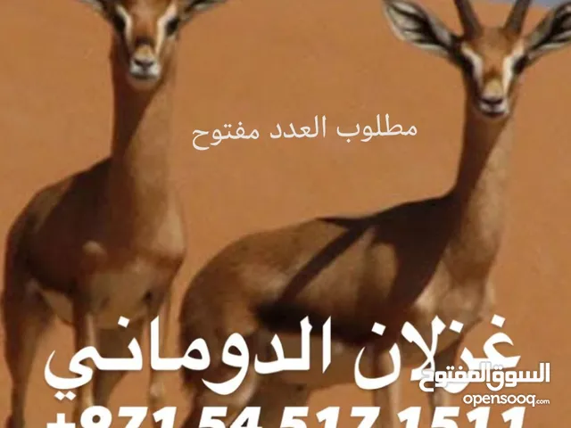 مطلوب غزلان الدماني العدد مفتوح