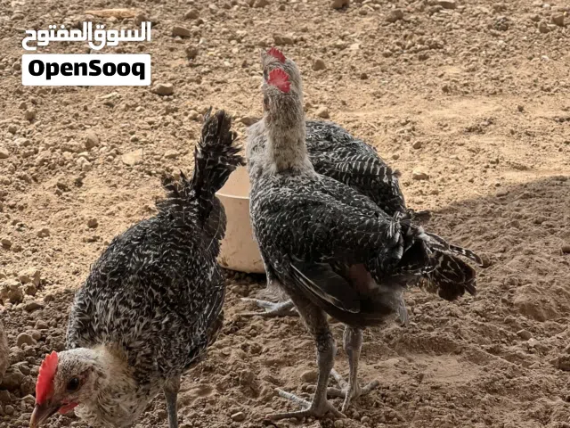 ديوك فيومي اصلي وافراخ براهما