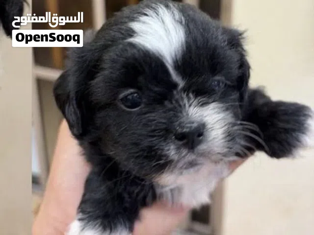 للبيع كلب شيتزو تربيت بيوت با عشره دينار