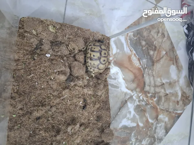 سلاحف زوج بصحه جيده