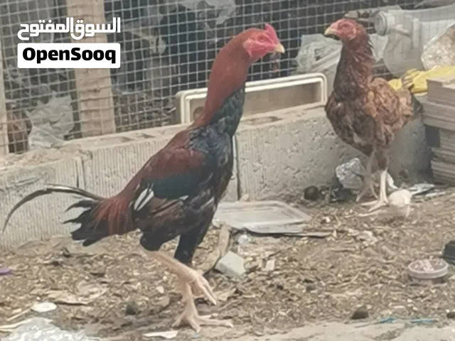للبيع ديك تايلندي بي تركي