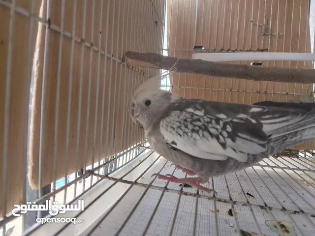 طائر كوكتيل (انثى) وايت فيس شبه معثادة على اليد