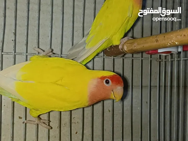 جواز روز وكوكتيل تحتها بيض بسعر ....