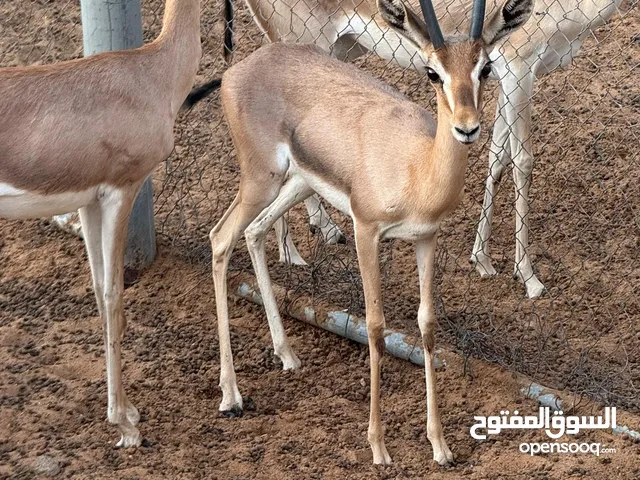 غزال الدوماني و الريم و جميع انواع الحيوانات