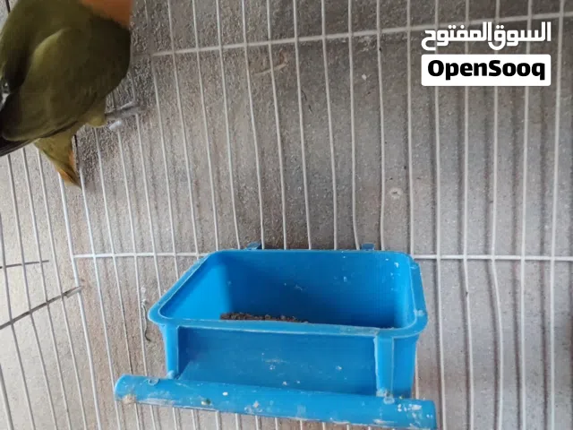 انتي بركاديلو اوب لاين