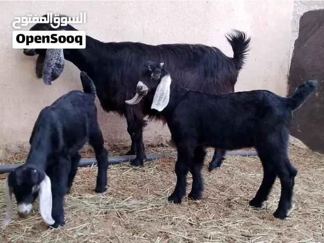 شاه عارضيه ما شاء الله