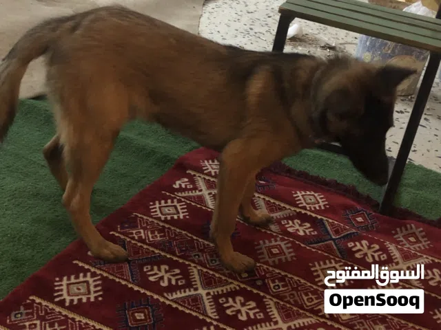 كلب مالينوا للبيع حرق