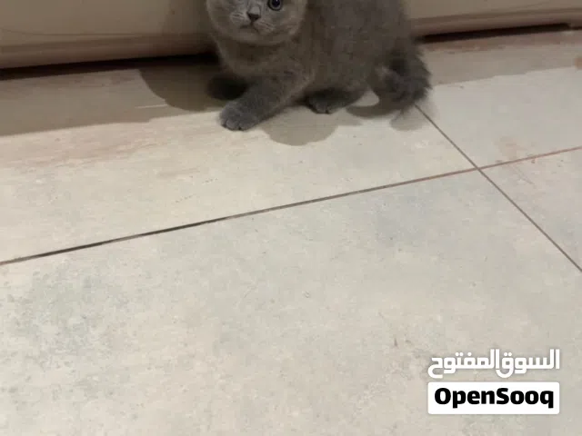 قطه انثي سكوتش هجين