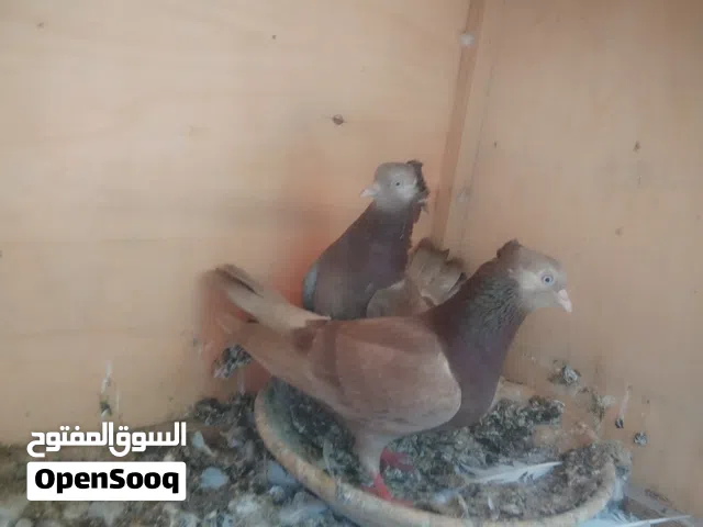 4 انثي شكلاباز