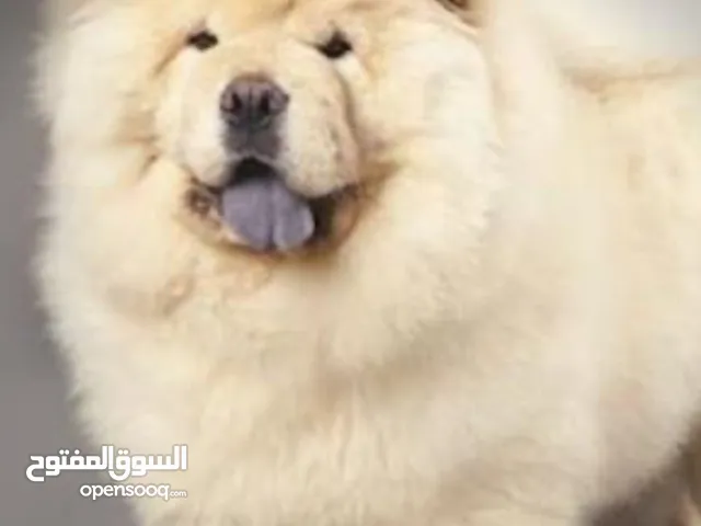 كلب تشاوتشاو للبيع