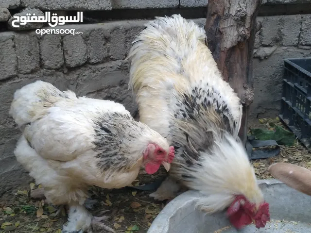دجاج براهم العملاق