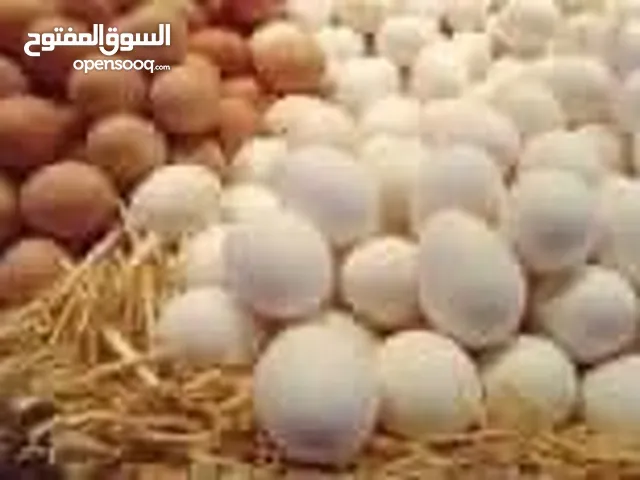 متوفر بيض بلدي مخصب كميات