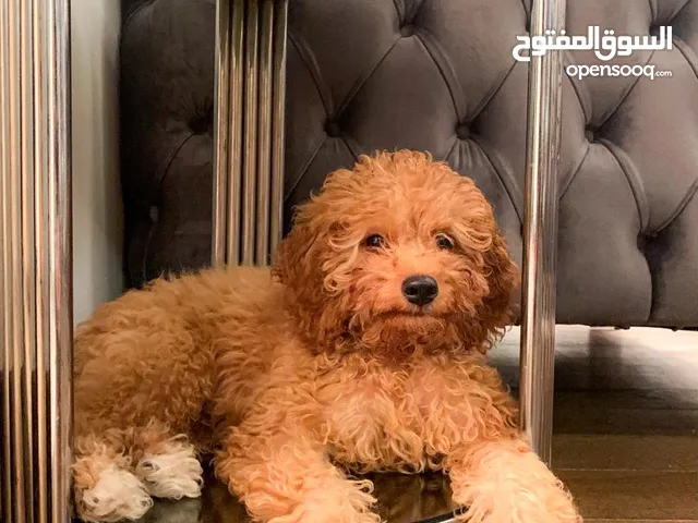 مالتيبو فاخر للبيع