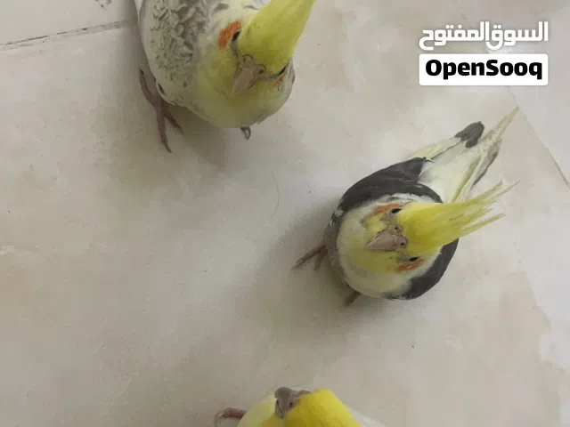 Tamed Cockatiel & Friendly