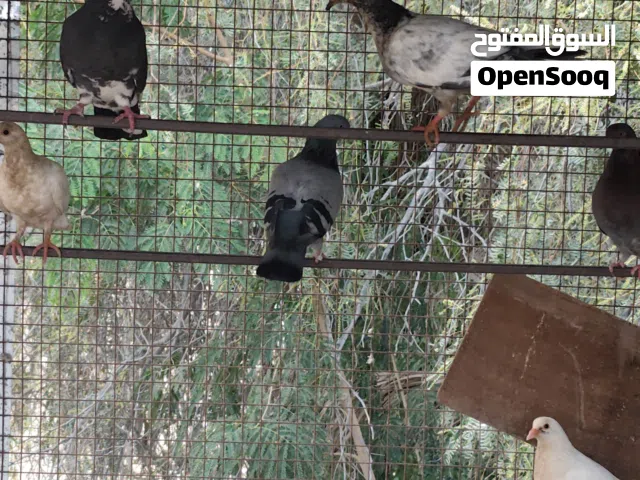 للبيع حمام لتربيه أو الاكل