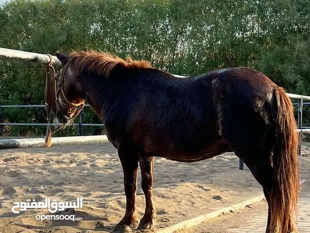 فرس بوني للبيع