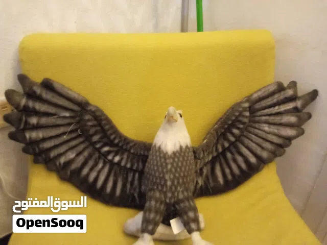 دمى نسر كبير