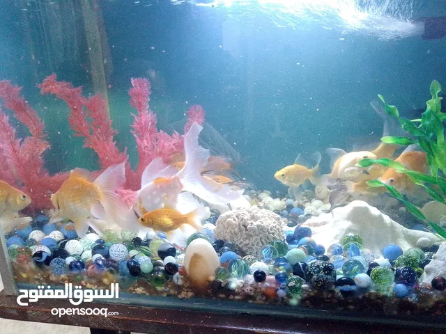 سمك جولد فش
