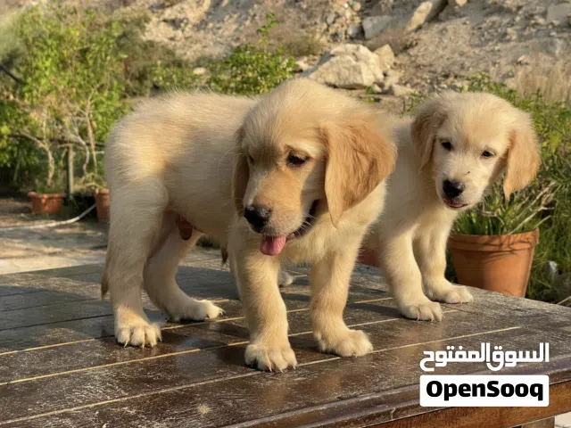 Golden Retriever Puppies
