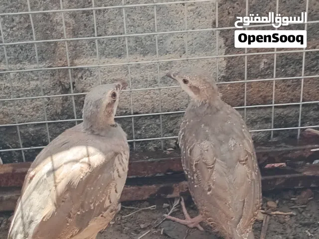 اللبيع طيور لحجل