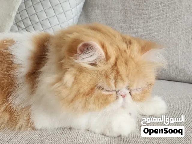 Picky Face Persian Looking to Mate Picky Persian Only