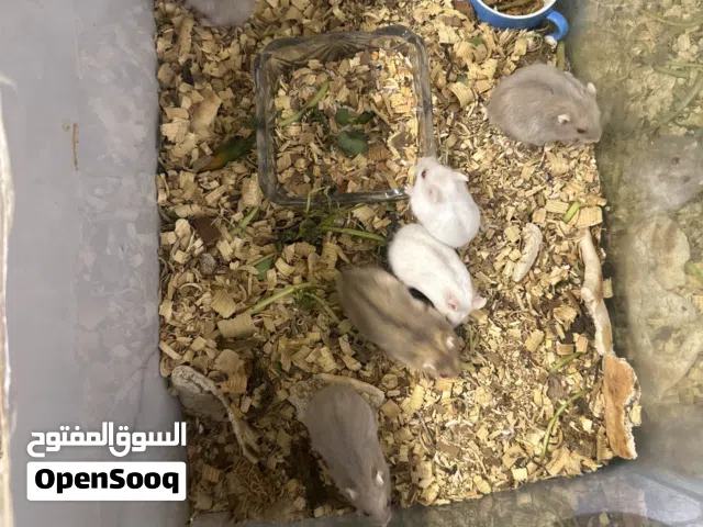 هامستر روسي