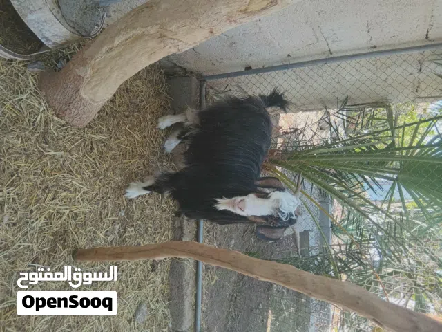 شاه رحبيه للبيع